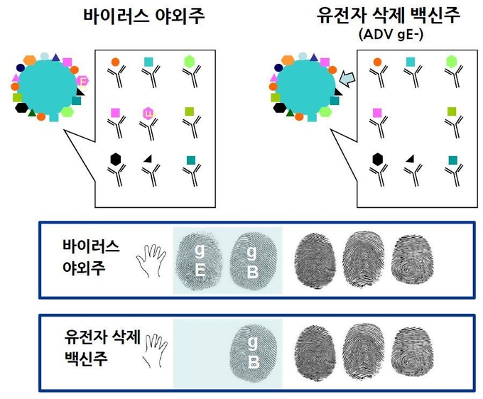 오제스키병 마커 백신주는 gE 단백질을 발현하는 유전자를 삭제하여, 해당 항체 유무로 감염과 백신접종의 구분이 가능하다(DIVA 백신)