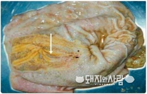 위궤양으로 발전할 수 있는 미란 증상(위 점막 표피가 떨어져 나감)@농림축산검역본부