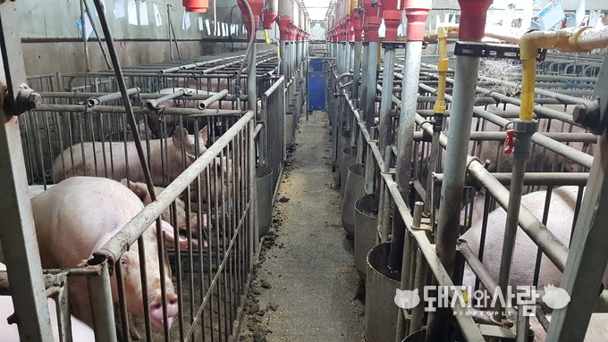 정부는 농장 사육단계 동물복지 수준을 개선한다는 계획입니다@돼지와사람