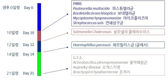 표. 포유자돈에서 시기별 검사를 통해 감염이 확인될 수 있는 병원체 종류: 격리조기이유를 통해 수직감염이 발생되기전 모돈으로부터 자돈을 격리할 수 있으나, 포유 10일 이전에 감염되는 병원체들은 차단이 어렵다.
