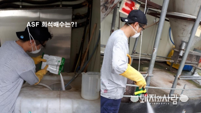 ASF 권장 가능 소독제는 ND, AI, 돼지열병 희석배수 중 가장 낮은 희석배수로 사용하면 됩니다