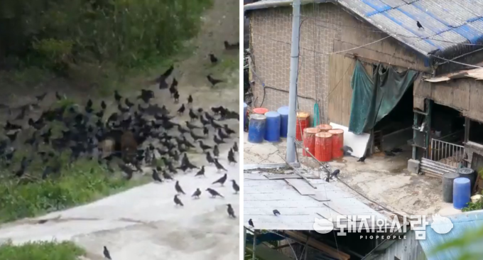 일본의 멧돼지 주변에 몰려 있는 까마귀(왼쪽)와 양돈장 인근의 까마귀(오른쪽)@트위터 갈무리