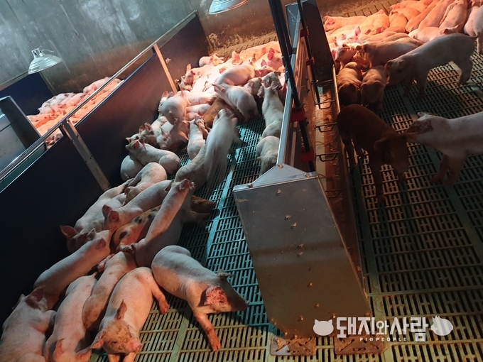 27일 자돈 입식되는 날@독자 제공