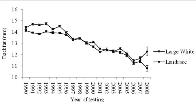 연도별 백색유전자 종의 등지방 두께. 출처: Non-genetic factors affecting growth performance and carcass characteristics of two South African pig breeds