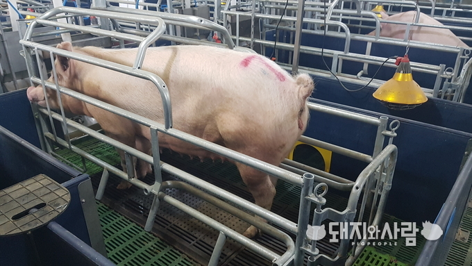 IUGR 자돈의 발생율 자체를 줄일 수 있는 방안으로 모돈 사료 구성 전략이 필요하다@돼지와사람 