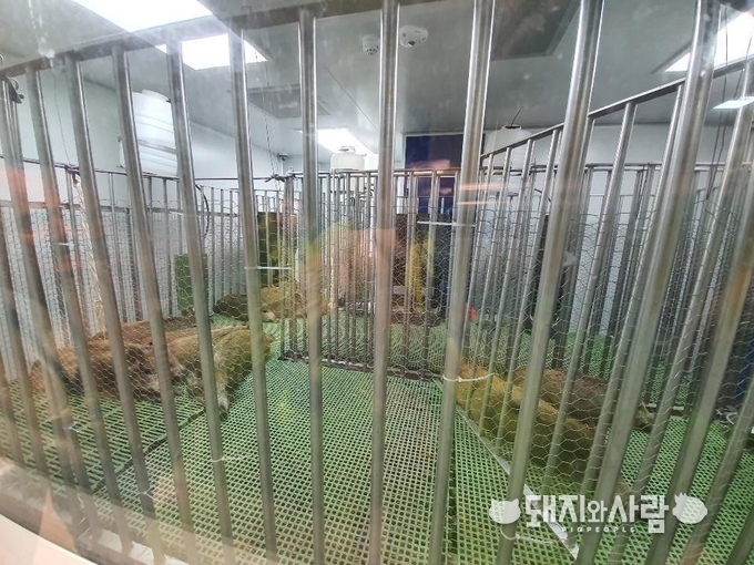 야생멧돼지 대상 ASF 바이러스 공격 접종 실험@정현규 박사 제공