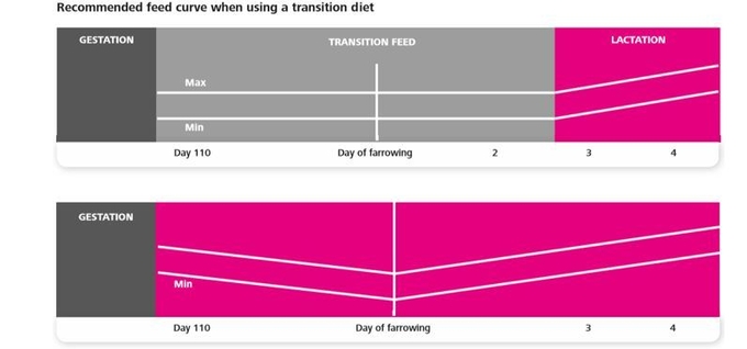 그림4. 전환기 사료를 이용했을 때 분만 전후 사료 급여 프로그램(위)와 임신돈에서 포유돈 사료로 바로 전환 시의 사료 급여 프로그램(아래)@출처 Topigs manual