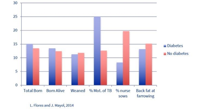 그림1. 임신 말기 과도한 사료 급여의 부작용(파란색 비만과 당뇨 상태 모돈, 빨간색 정상 모돈)