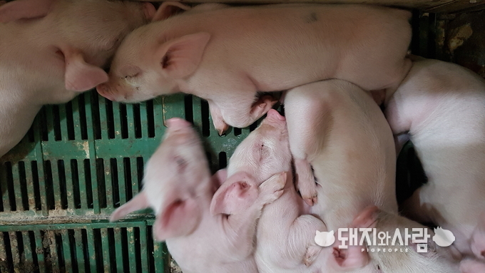교차 양자 보내기는 생산성이 높아진 모돈의 관리를 위해 필수적인 관리 방법이지만 정확하게 실행되어야 한다@돼지와사람