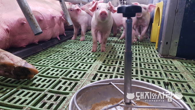 적정 모돈 갱신율을 유지하기 위해서는 의도치 않은 모돈 도태를 줄여야 합니다@돼지와사람 