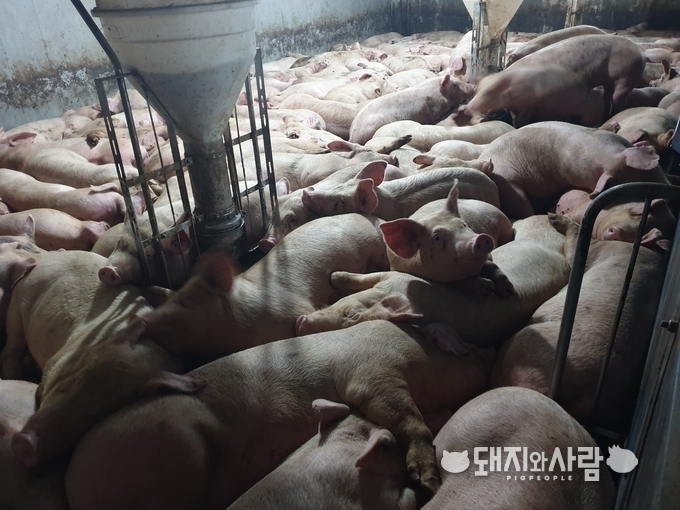  장기 이동제한에 따른 밀사로 돼지들이 누울 공간조차 없는 돈방@농장 제공