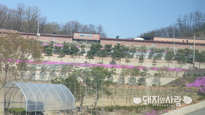 봄이면 철쭉과 꽂잔디로 산을 물들이는 에코팜 전경@돼지와사람
