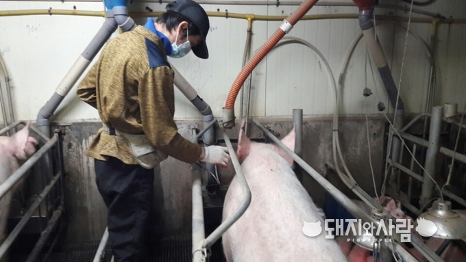 정부에 따르면 전국 양돈장의 외국인 근로자 숫자는 5,583명 입니다@돼지와사람 