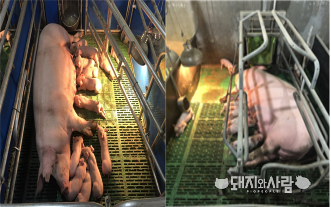 대체분만틀(왼쪽)과 일반분만틀(오른쪽). 대체분만틀은 접었다 펼 수 있는 구조로 모돈이 자유롭게 행동할 수 있도록 설계되어 있습니다@농촌진흥청