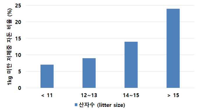 그림2. 산자수에 따른 1kg 미만 저체중 자돈 비율