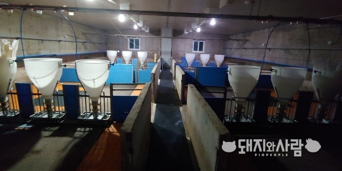 그 많던 돼지는 어디로 갔을까요@돼지와사람