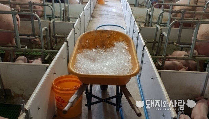  무더위 모돈을 위한 얼음@돼지와사람 