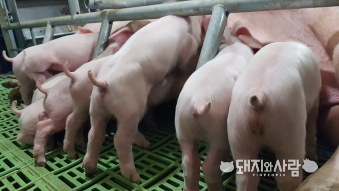 백신이 제 값을 다 할 수 있도록 올바른 방법에 따라 접종을 실시해야 한다@돼지와사람