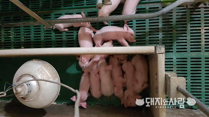 스트레스는 면역 기능을 변화시켜 일시적인 면역 억제를 유발한다@돼지와사람 