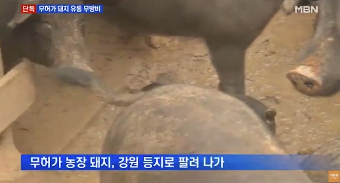 29일 MBN의 ‘ASF’ 여전히 심각 단계 인데... 무허가 돼지 유통 무방비’ 뉴스 갈무리
