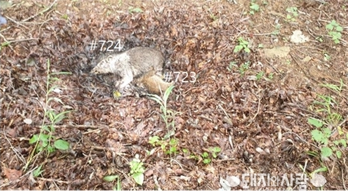 강원도 인제군 서화면 천도리에서 발견된 ASF 멧돼지@환경부