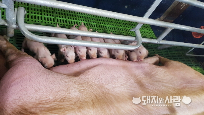 PED 백신의 목적은 모돈의 유즙을 통해 IgA(점막면역)를 충분히 전달하는 것입니다@돼지와사람