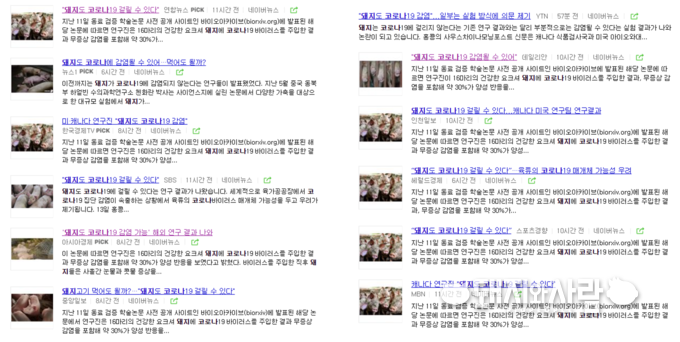 돼지 코로나19 감염 가능성 관련 기사들@네이버 갈무리 