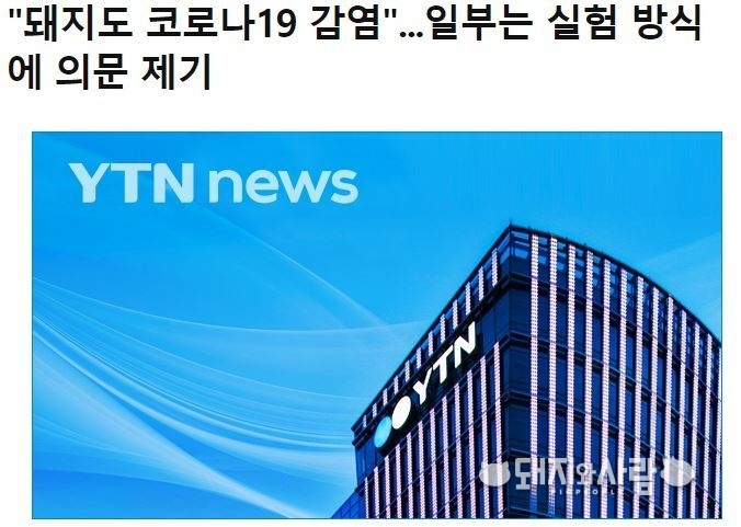 '돼지도 코로나19 감염...일부는 실험 방식에 의문 제기'@YTN 보도 갈무리 