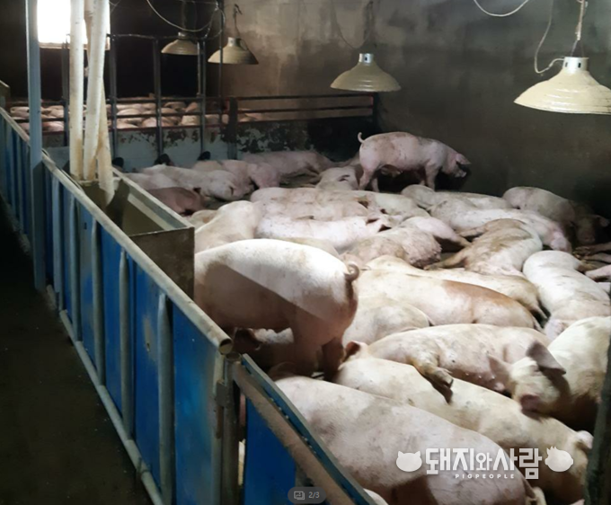 분뇨와 돼지 반출입이 금지된 화천 양돈농가, 밀사된 돼지들@화천 양돈농가 제공
