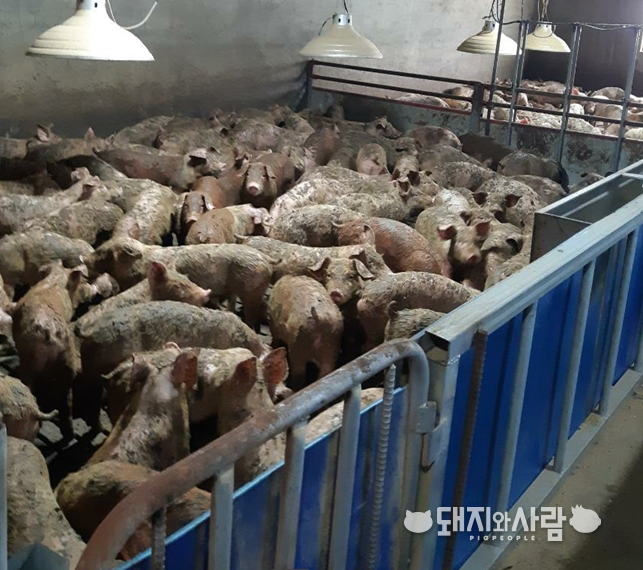 분뇨와 돼지 반출입이 금지된 화천 양돈농가, 똥에 갖혀 돼지들이 죽고 있다@화천 양돈농가 제공