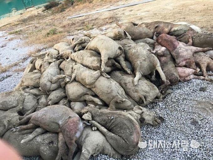 농식품부의 고립화 정책으로 화천 양논농가마다 분뇨는 쌓이고 밀집 사육으로 인해 매일 돼지 폐사가 하루 20~40두 정도 발생하고 있습니다@화천 양돈농가 제공
