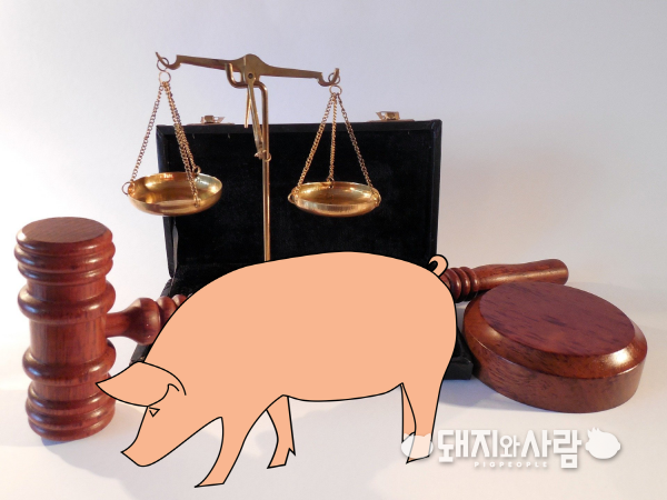 법원이 종돈장은 질병에 오염되지 않은 돼지를 공급해야 할 고도의 주의 의무가 있음을 인정하였습니다@픽사베이