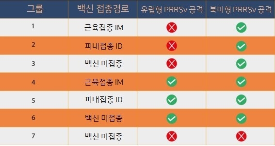 PRRS 백신 접종경로에 따른 효능평가 실험군 구성