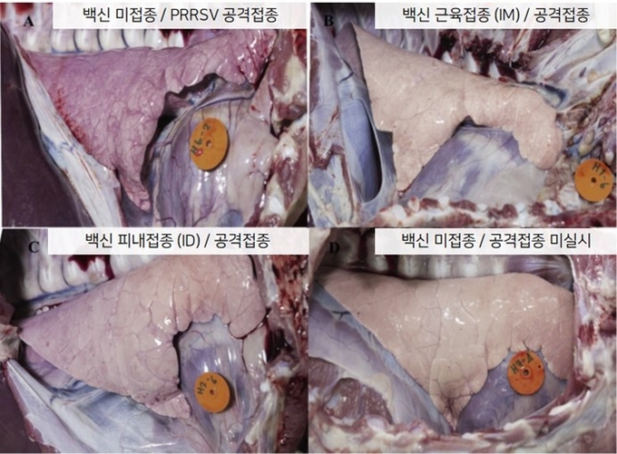 PRRS 바이러스를 공격접종하고 7일 경과 후 폐 병변을 육안적으로 관찰한 결과 피내접종과 근육접종 군 모두에서 상당한 방어효과가 있음을 확인할 수 있었다.