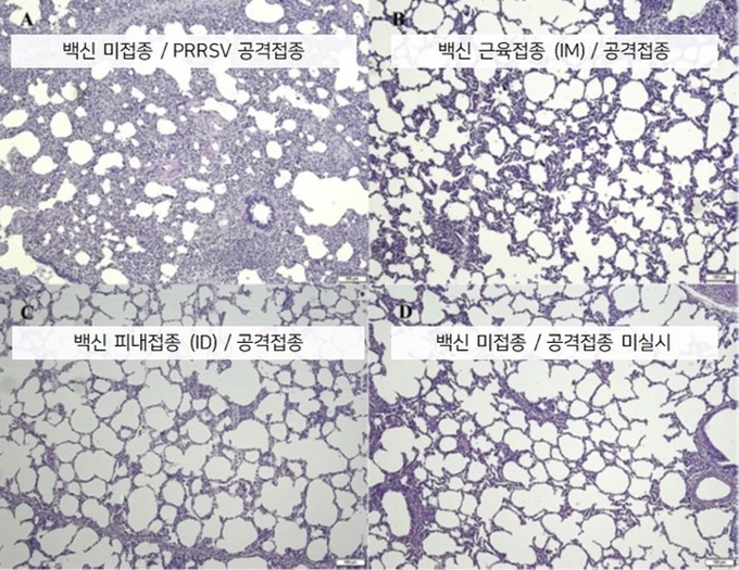 PRRS 바이러스 공격접종 후 폐조직을 평가하여 병변점수를 확인한 결과 피내접종(ID)이 근육접종(IM)보다 개선된 결과를 확인했다(H&E staining. Bar =100 μm).
