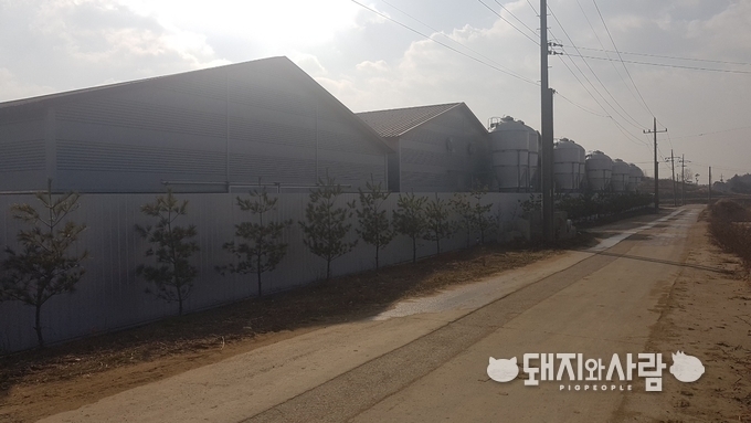 한 돼지농장. 사진은 본 기사와 직접적인 연관이 없습니다@돼지와사람 