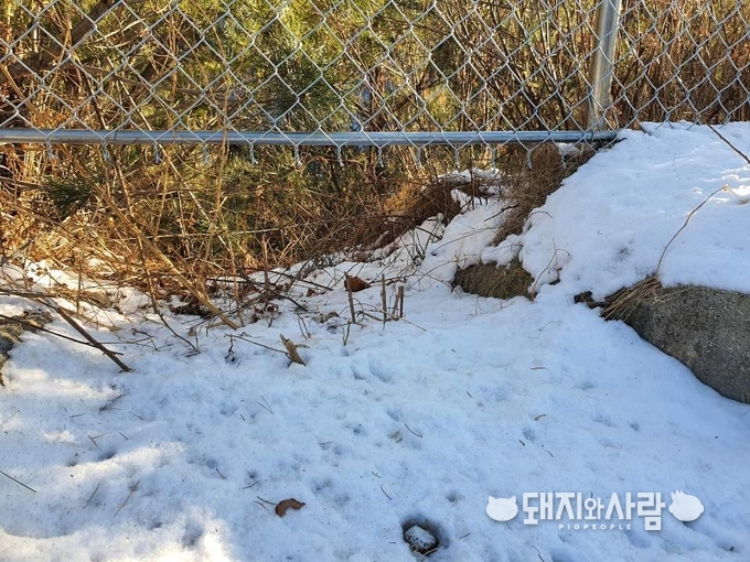 울타리 아래 큰 구멍@돼지와사람 