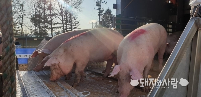 한돈협회 제1검정소에 마련된 환적장에서 후보돈이 환적되고 있습니다@한돈협회