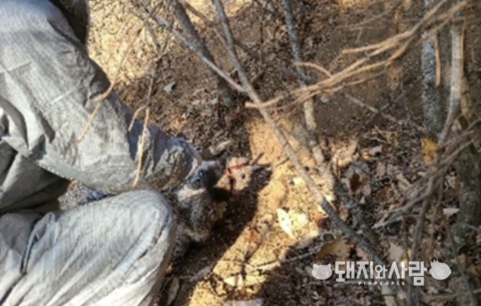 강원도 양구서 발견된 ASF 야생멧돼지 폐사체(#1112)@환경부