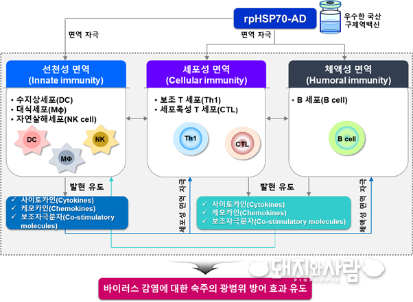 구제역 백신 면역강화제(rpHSP70-AD)의 작용 기전@검역본부
