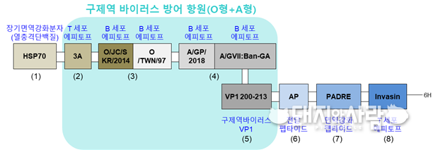 구제역 백신용 면역강화제(rpHSP70-AD) 구조@검역본부