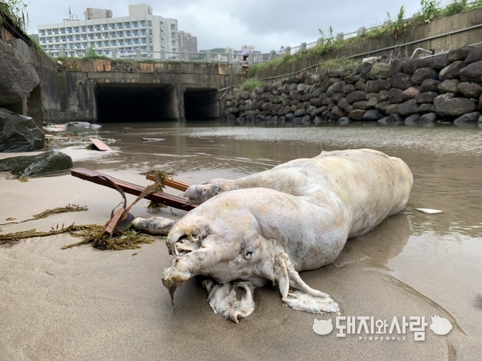 4일 대만 신베이시 완리구 해안가에서 ASF 양성 돼지 폐사체가 발견되었습니다@대만 행정원농업위원회