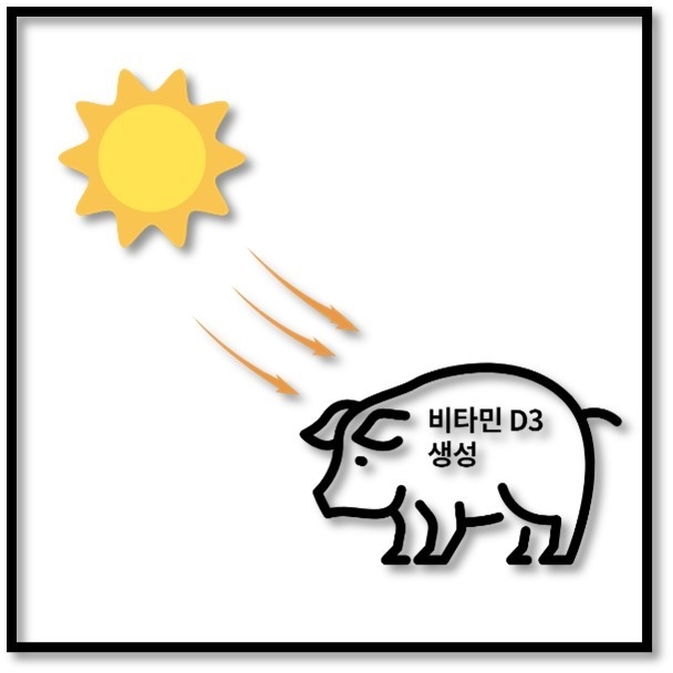 야생의 돼지의 경우에는 갓 태어난 이후부터 태양으로부터 비타민 D3가 생성·공급받으나, 현대축산의 사육돼지는 사실상 이러한 공급은 불가능하다
