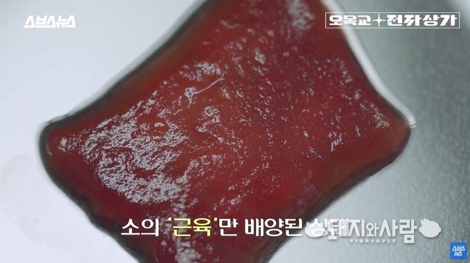국내 업체(씨위드)가 개발한 소 배양육@스브스뉴스 갈무리