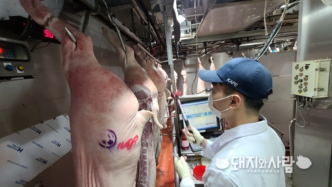 품질평가사가 개체별 도체등급판정 업무를 수행중@부경양돈농협