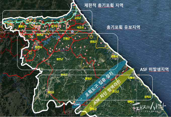 야생멧돼지 ASF 관리지역 구분@강원도
