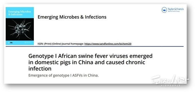 중국 사육돼지에서 유전형 1형 ASF 바이러스가 검출되었다는 중국 논문@Emerging Microbes & infections