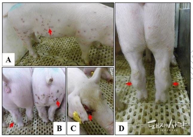 유전형 1형 ASF 바이러스를 공격 감염시킨 돼지들@Genotype I African swine fever viruses emerged in domestic pigs in China and caused chronic infection, 2021