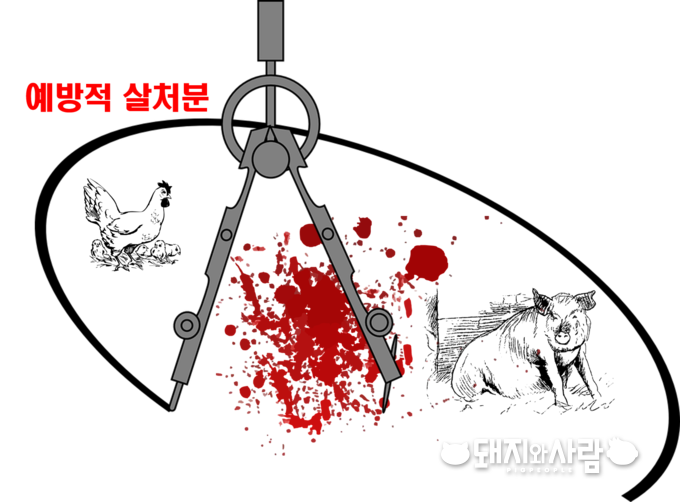 ASF 확산 차단을 위해 시군 전체의 돼지를 예방적 살처분한 나라는 대한민국이 유일합니다@돼지와사람 편집