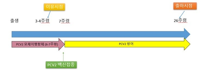 모돈 + 자돈 7주령 PCV2 백신 접종 프로그램